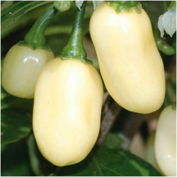 White Habanero Pepper