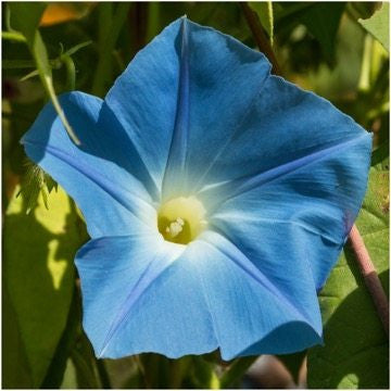 Heavenly Blue Morning Glory (Ipomoea tricolor)