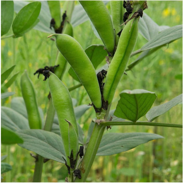 Henderson Lima Bean Seeds For Planting (Phaseolus vulgaris)