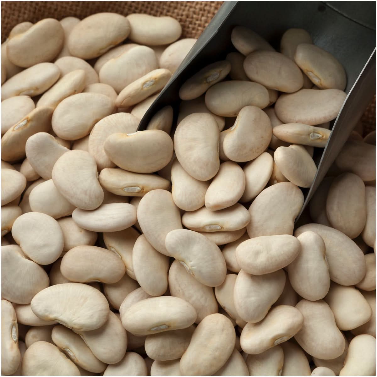 Henderson Lima Bean
