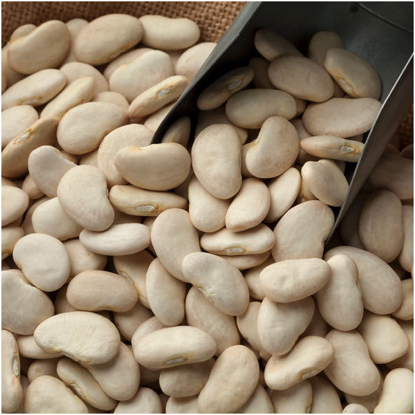 Henderson Lima Bean Seeds For Planting (Phaseolus vulgaris)