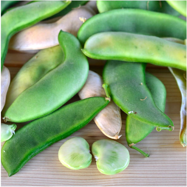 Henderson Lima Bean Seeds For Planting (Phaseolus vulgaris)