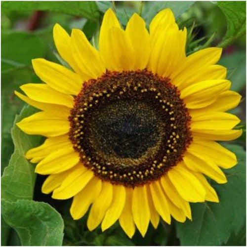 Henry Wilde Sunflower Seeds For Planting (Helianthus annuus)