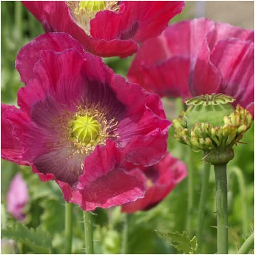 hens and chicks poppy seeds for planting