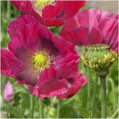 Hens and Chicks Poppy Seeds For Planting (Papaver somniferum)