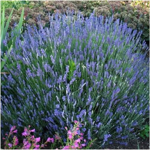 hidcote lavender plant spacing Hidcote Lavender Seed For Planting (Lavandula angustifolia) Seed Needs – Seed Needs LLC