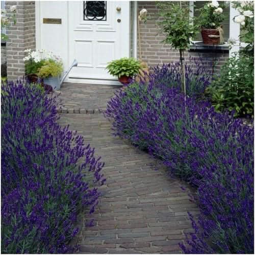 hidcote lavender plant spacing Hidcote Lavender Seed For Planting (Lavandula angustifolia) Seed Needs – Seed Needs LLC