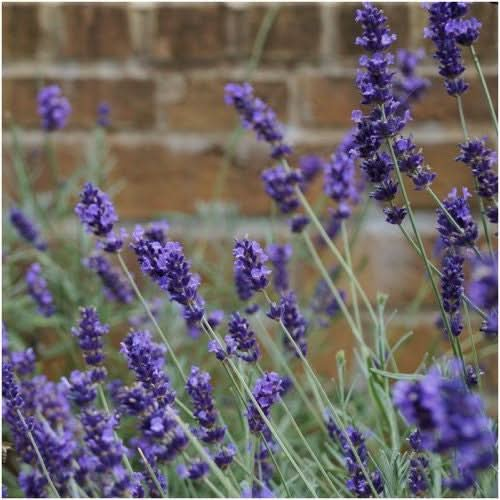 hidcote lavender seeds for planting