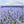 hidcote lavender seeds for planting