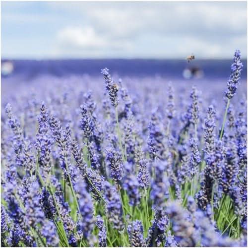 hidcote lavender seeds Hidcote Lavender Seed For Planting (Lavandula angustifolia) Seed Needs – Seed Needs LLC