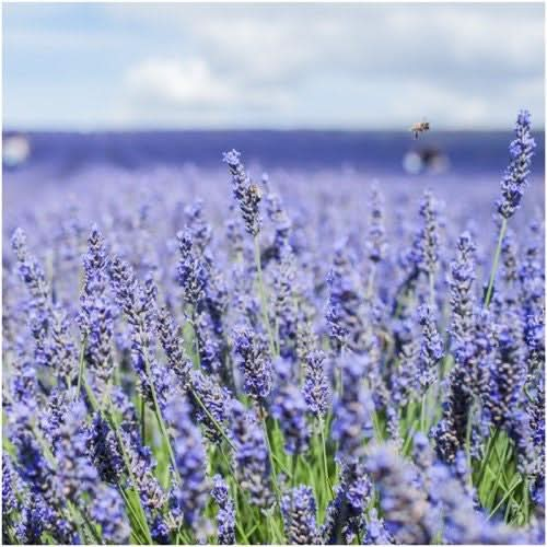 hidcote lavender seeds for planting