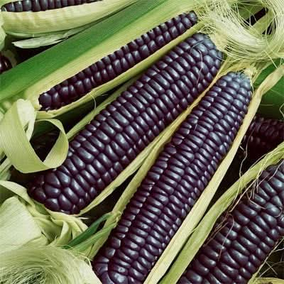 Blue Hopi Ornamental Corn Seeds (Zea mays)