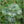 horehound herb seeds for planting