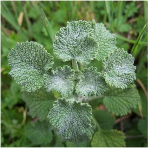 horehound herb seeds for planting