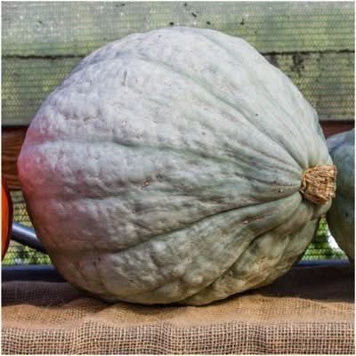 Blue Hubbard Winter Squash Seeds For Planting (Cucurbita maxima)