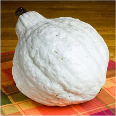 Blue Hubbard Winter Squash Seeds For Planting (Cucurbita maxima)