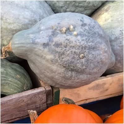 Blue Hubbard Winter Squash Seeds For Planting (Cucurbita maxima)