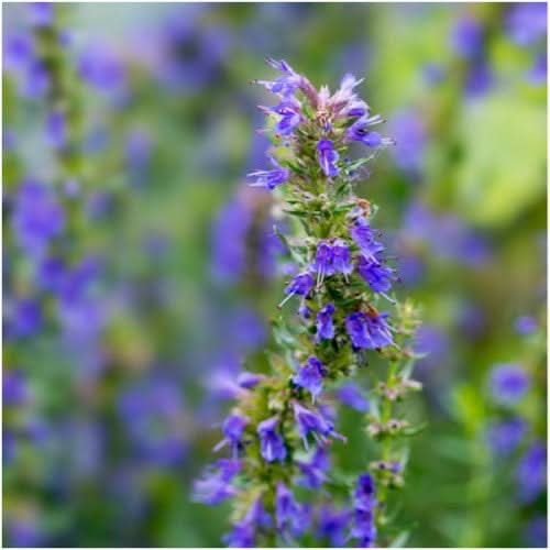Hyssop Herb Seeds For Planting (Hyssopus officinalis)