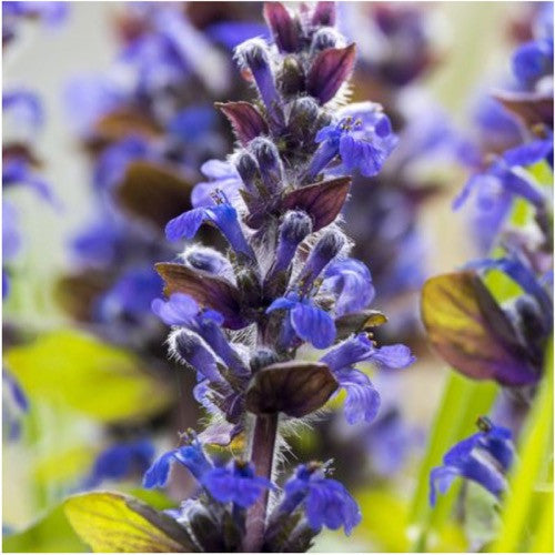 Hyssop Herb Seeds For Planting (Hyssopus officinalis)