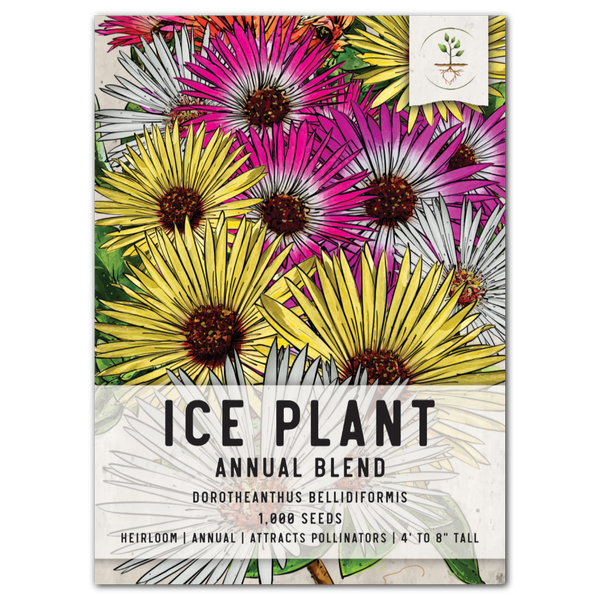 ice plant seed germination Annual Ice Plant Seeds For Planting (Dorotheanthus bellidiformis) – Seed Needs LLC