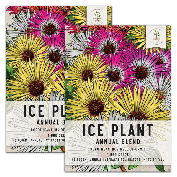 Annual Ice Plant Seeds For Planting (Dorotheanthus bellidiformis)