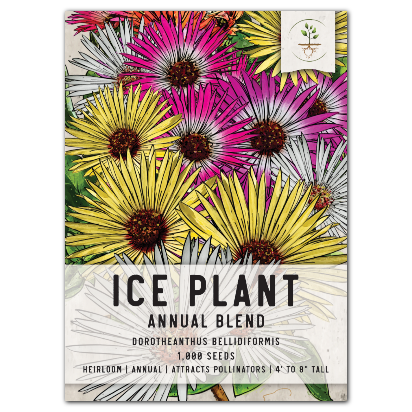 Annual Ice Plant Seeds For Planting (Dorotheanthus bellidiformis)