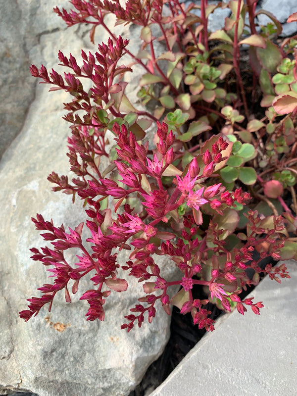 Dragon's Blood Sedum Seeds For Planting (Sedum coccineum)