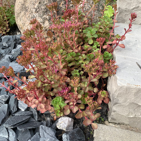 blood succulent target Dragon's Blood Sedum Seeds For Planting (Sedum coccineum)