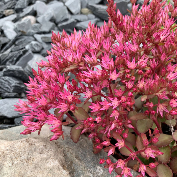 Dragon's Blood Sedum Seeds For Planting (Sedum coccineum)