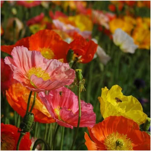 iceland poppy seeds for planting