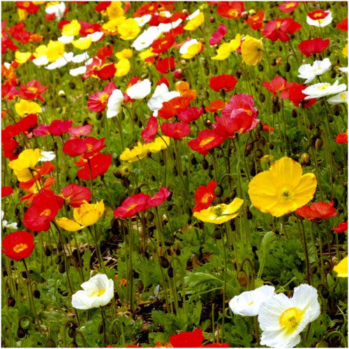 iceland poppy seeds for planting