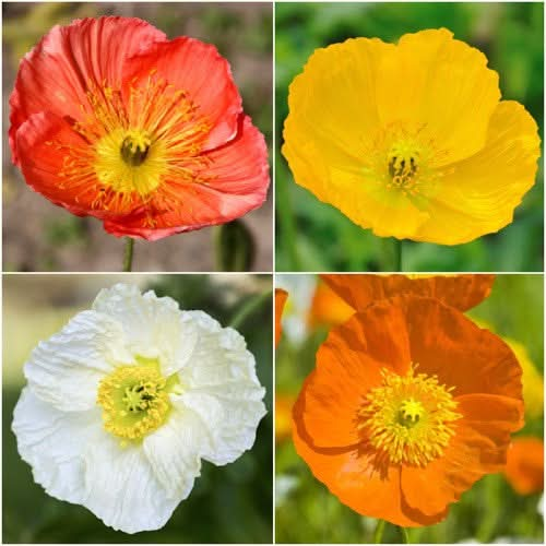 iceland poppy seeds for planting