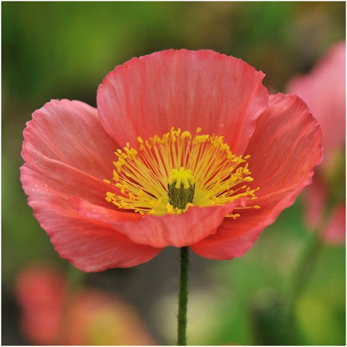 Iceland Poppy Seeds For Planting (Papaver nudicale)