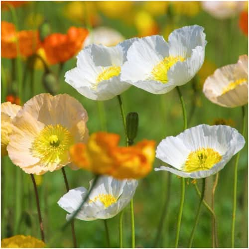 iceland poppy seeds for planting