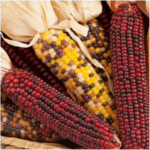 indian corn