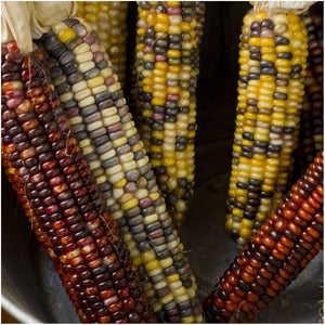 indian corn