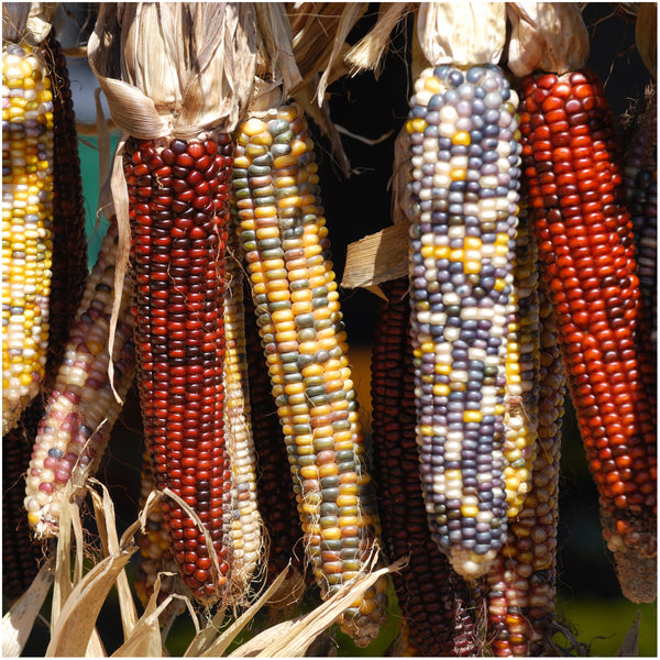Indian Corn Seeds For Planting, Ornamental Mixture (Zea mays)