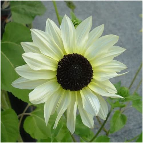 italian white sunflower seeds for planting