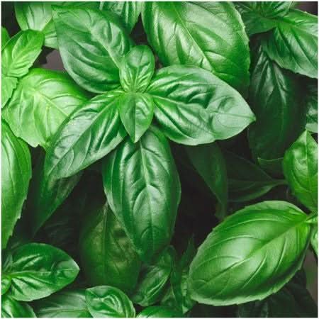 Italian Large Leaf Basil Seeds For Planting (Ocimum basilicum)