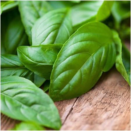 Italian Large Leaf Basil Seeds For Planting (Ocimum basilicum)