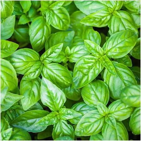 Italian Large Leaf Basil Seeds For Planting (Ocimum basilicum)