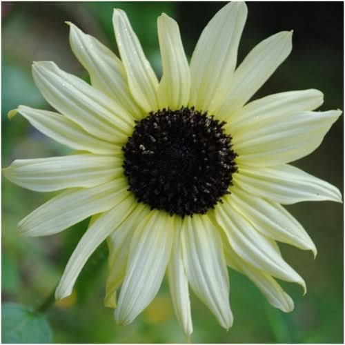 italian white sunflower seeds for planting