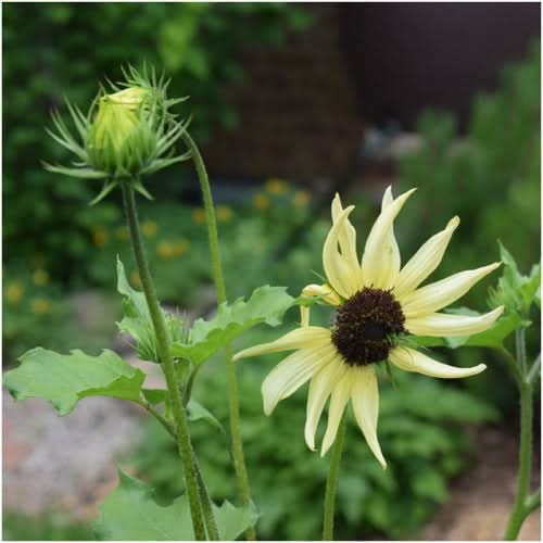 italian white sunflower seeds for planting