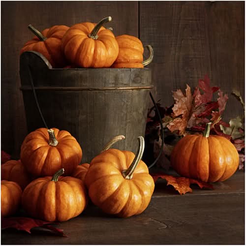 Miniature Pumpkin Duo