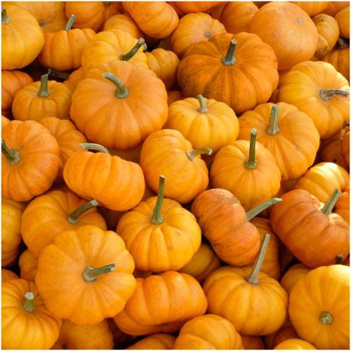 spooky mix pumpkin seeds for planting