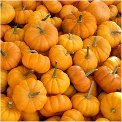 Jack Be Little Pumpkin Seeds For Planting (Cucurbita pepo)