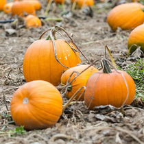 Jack O Lantern Pumpkin Seeds For Planting (Cucurbita pepo) – Seed Needs LLC
