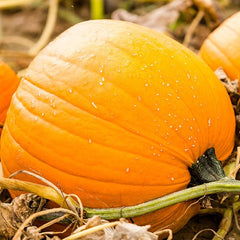 Pumpkin Jack O’Lantern Organic Seed Pack LV