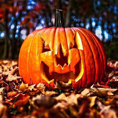 Jack O Lantern Pumpkin Seeds For Planting (Cucurbita pepo)