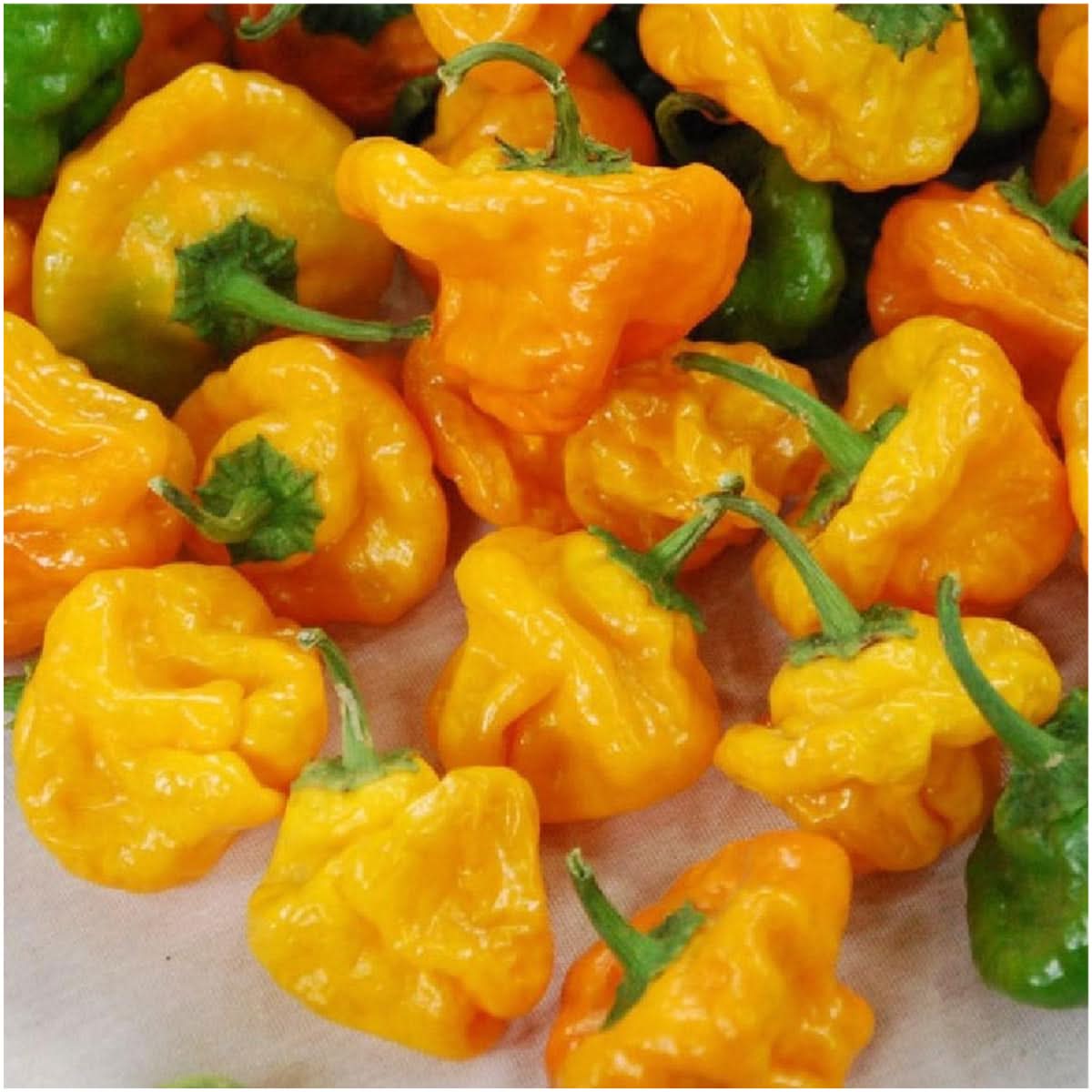 Jamaican hot pepper hotsell